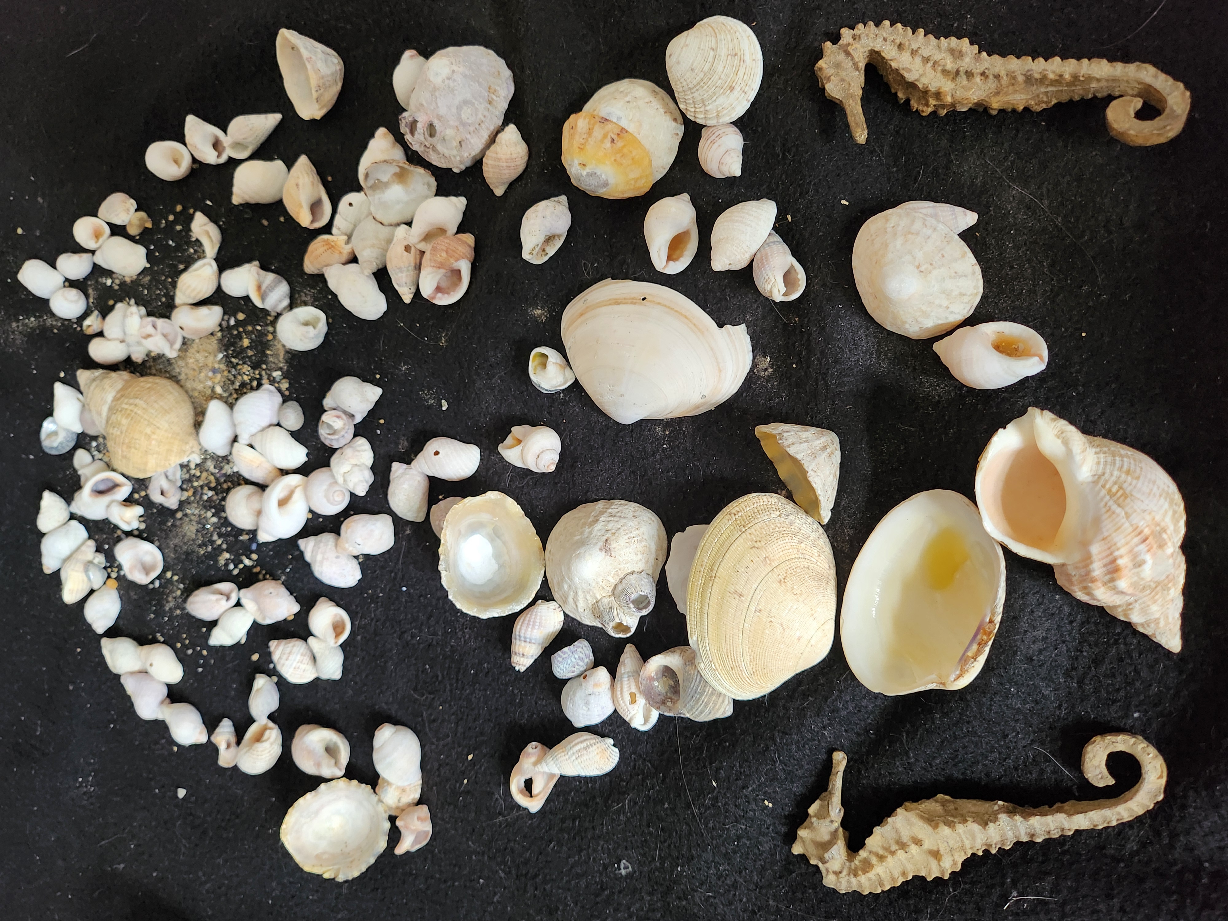 les coquillages
